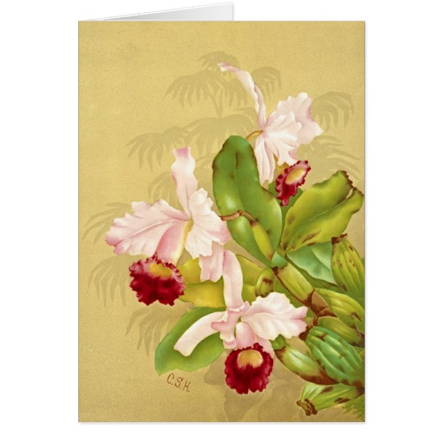 ホワイトハウスの蘭1892年 (正面)