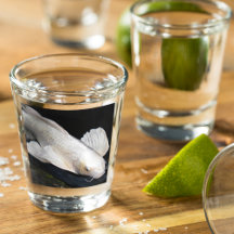 ホワイトバタフライコイ写真