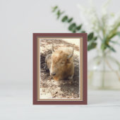 ホワイトバッファロー ポストカード (スタンド正面)