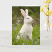 ホワイトバニー カード (黄色い花)