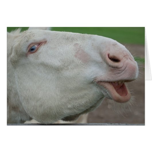 ホワイトバロック (正面横)