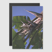 ホワイトバードオブパラダイス – 柔軟なフォトマグネット  (正面/裏面)