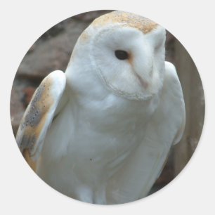 ホワイトバームフクロウステッカー ラウンドシール