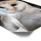 ホワイトバーンフクロウ フォトプリント            (角)