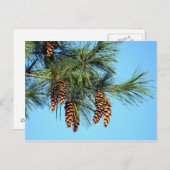 ホワイトパインツリーパインコーン写真 ポストカード (正面/裏面)