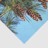 ホワイトパインツリーパインコーン写真 薄葉紙 (詳細)