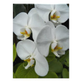 ホワイトパレノプシオーキッド開花フローラ フォトプリント (正面)