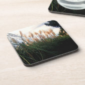 ホワイトパンパスグラス開花、コースター コースター (左側)