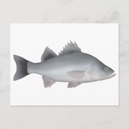 ホワイトパーチ ポストカード (正面)