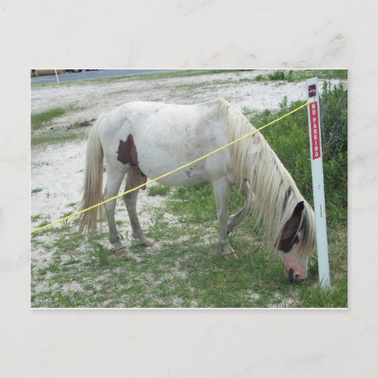 ホワイトビーチポニー ポストカード (正面)
