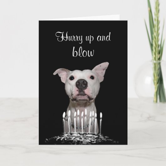 ホワイトピットブル誕生日 カード (正面)