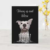 ホワイトピットブル誕生日 カード (黄色い花)