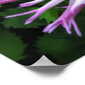 ホワイトピンクのダリア – ポスター (角)