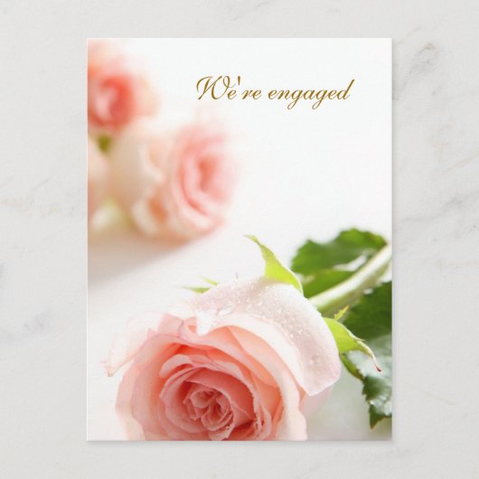ホワイトピンクのバラ 結婚発表 案内ポストカード (正面)
