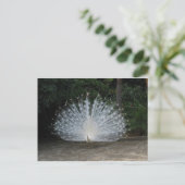 ホワイトピーコク ポストカード (スタンド正面)