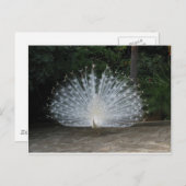 ホワイトピーコク ポストカード (正面/裏面)