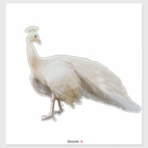 ホワイトピーコックのポーズ