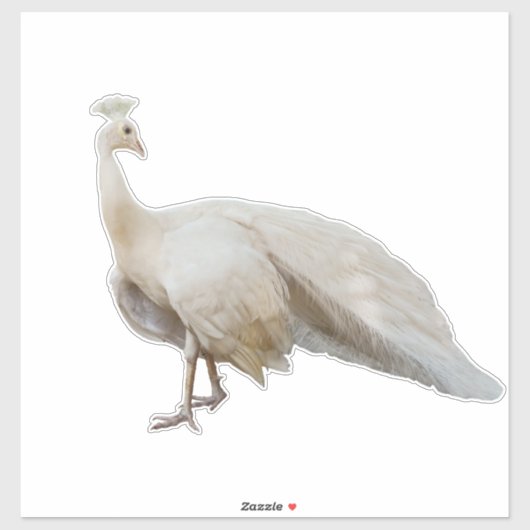 ホワイトピーコックのポーズ シール (シート)