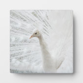 ホワイトピーコックの美しい羽 フォトプラーク (正面)