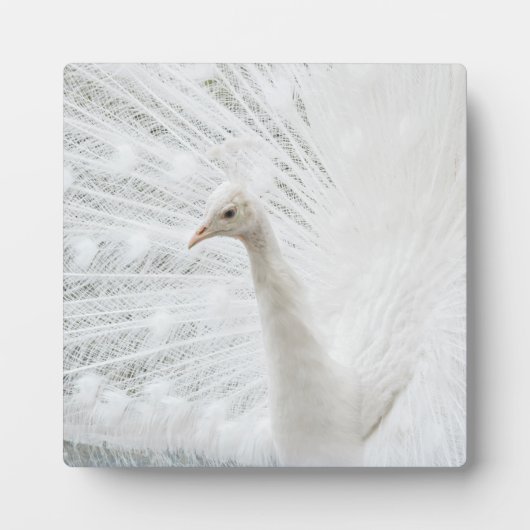 ホワイトピーコックの美しい羽 フォトプラーク (正面)