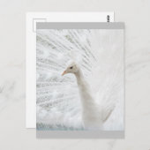 ホワイトピーコックの美しい羽 ポストカード (正面/裏面)