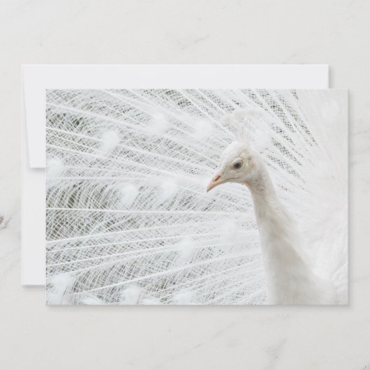 ホワイトピーコックの美しい羽 招待状 (正面)