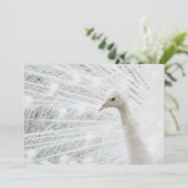 ホワイトピーコックの美しい羽 招待状 (スタンド正面)