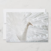 ホワイトピーコックの美しい羽 招待状 (裏面)