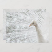 ホワイトピーコックの美しい羽 招待状 (正面/裏面)