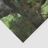 ホワイトピーコックエンジェルオークツリーティッシュペーパー 薄葉紙 (詳細)