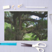 ホワイトピーコックエンジェルオークツリーティッシュペーパー 薄葉紙 (クラフト)