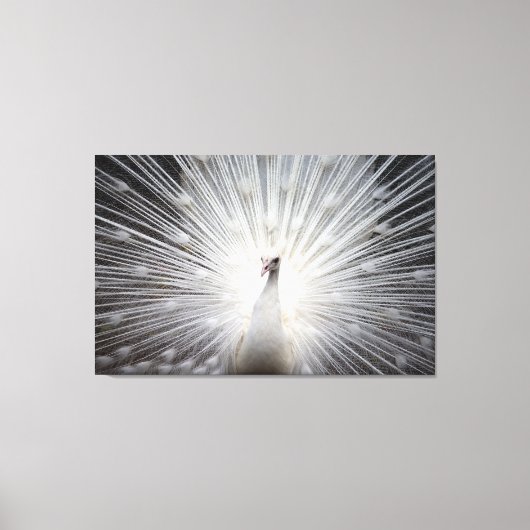 ホワイトピーコックオンプレミアムキャンバスプリント（光沢） キャンバスプリント (正面)