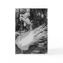 ホワイトピーコックノートカード() 