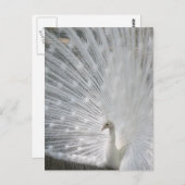 ホワイトピーコックハガキ ポストカード (正面/裏面)