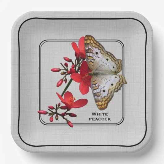 ホワイトピーコックバタフライクローズアップ写真 ペーパープレート (正面)