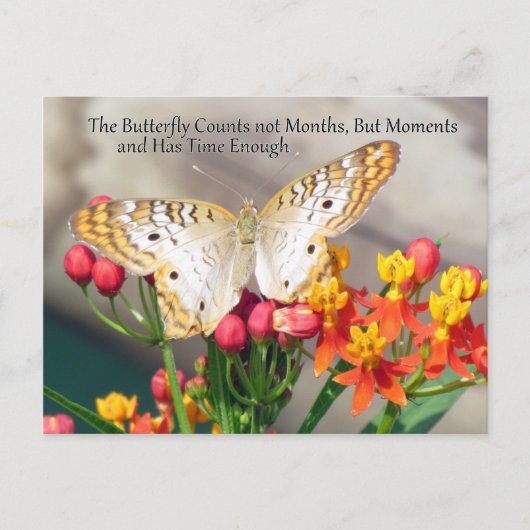 ホワイトピーコックバタフライ引用文はがき ポストカード (正面)