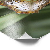 ホワイトピーコックバタフライ。 フォトプリント            (角)