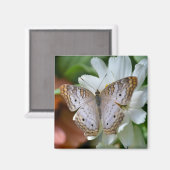 ホワイトピーコックバタフライ マグネット (正面/裏面)