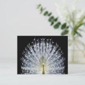 ホワイトピーコックパボアニマリア ポストカード (スタンド正面)