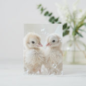 ホワイトピーコックベビー、ポストクロッシング ポストカード (スタンド正面)