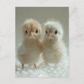 ホワイトピーコックベビー、ポストクロッシング ポストカード (正面)