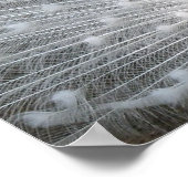 ホワイトピーコックポスター ポスター (角)