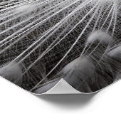 ホワイトピーコック写真ポスター ポスター (角)