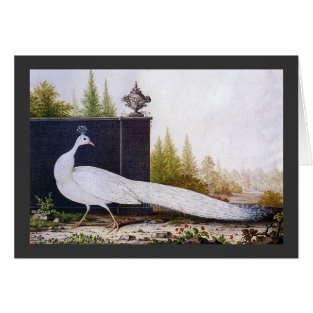 ホワイトピーコック (正面横)