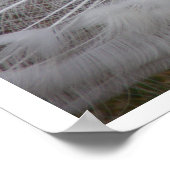 ホワイトピーコック ポスター (角)