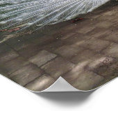 ホワイトピーコック ポスター (角)