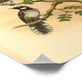 ホワイトファンテールフライキャッチャー鳥ヴィンテージプリント ポスター (角)