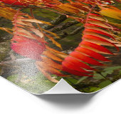 ホワイトフィッシュの秋の色のサマキノキ フォトプリント            (角)