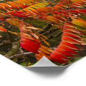 ホワイトフィッシュの秋の色のサマキノキ ポスター (角)