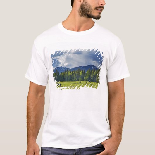 ホワイトフィッシュ近くの牧草地で馬が草を食む、 Tシャツ (正面)